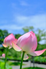 散歩の途中で。①