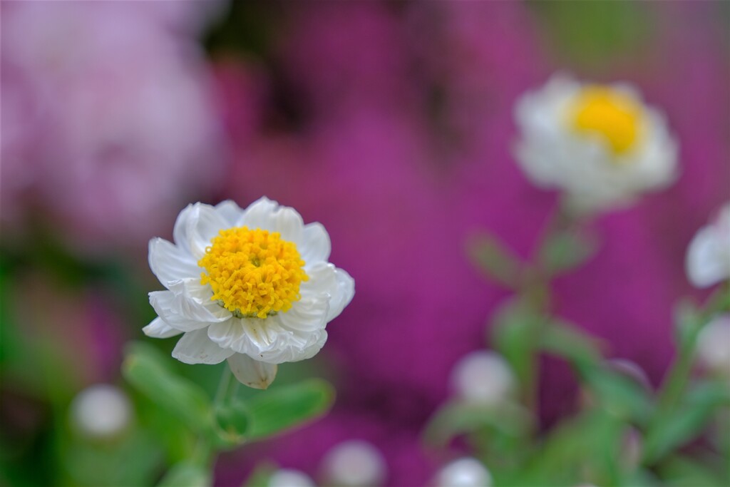 散歩の途中で。Ⅹ