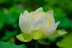 散歩の途中で。