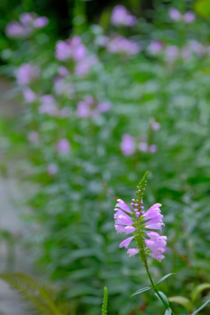 散歩の途中で。５