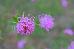 散歩の途中で。⑧