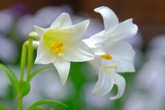 散歩の途中で。（８）