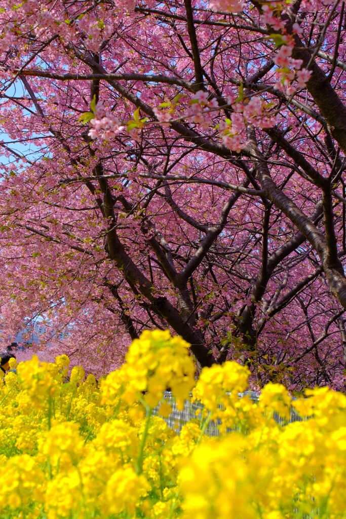 散歩の途中で。Ⅶ