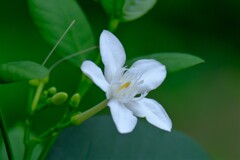 散歩の途中で。Ⅷ