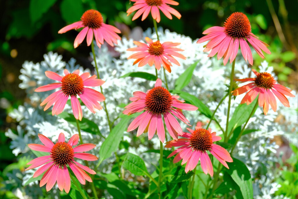 散歩の途中で。②