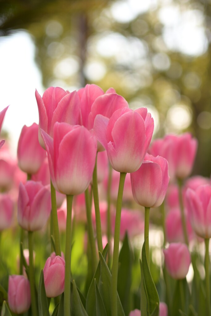 チューリップ-２