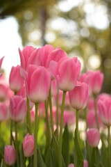 チューリップ-２