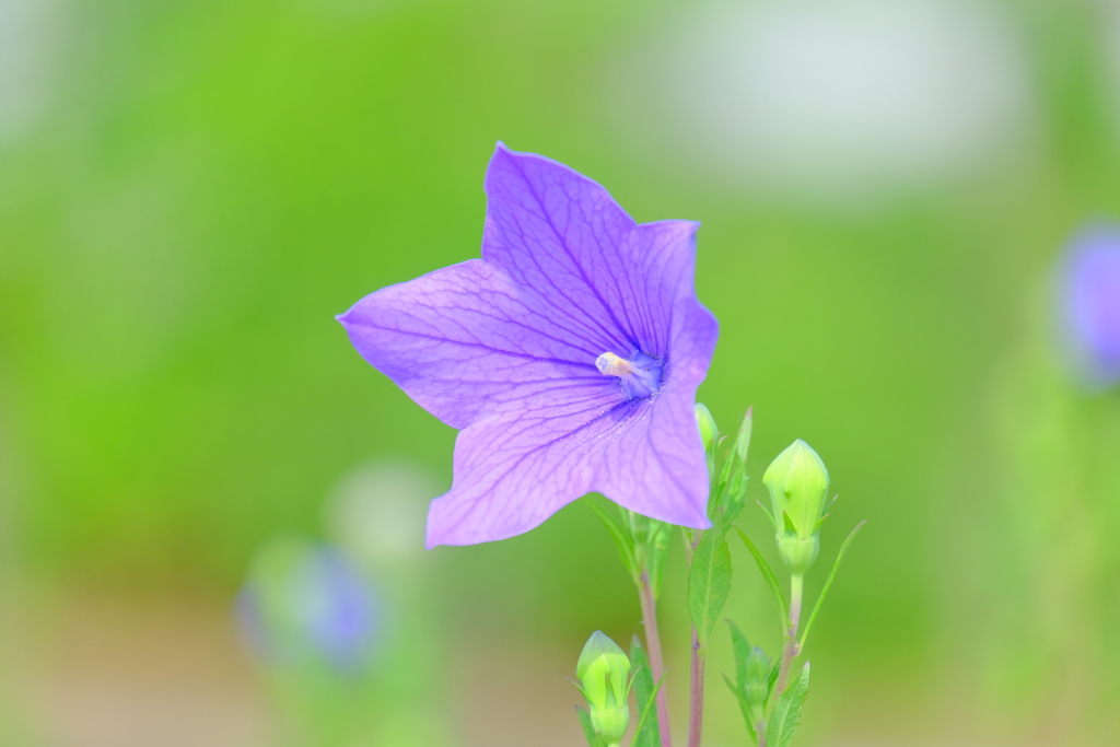 散歩の途中で。