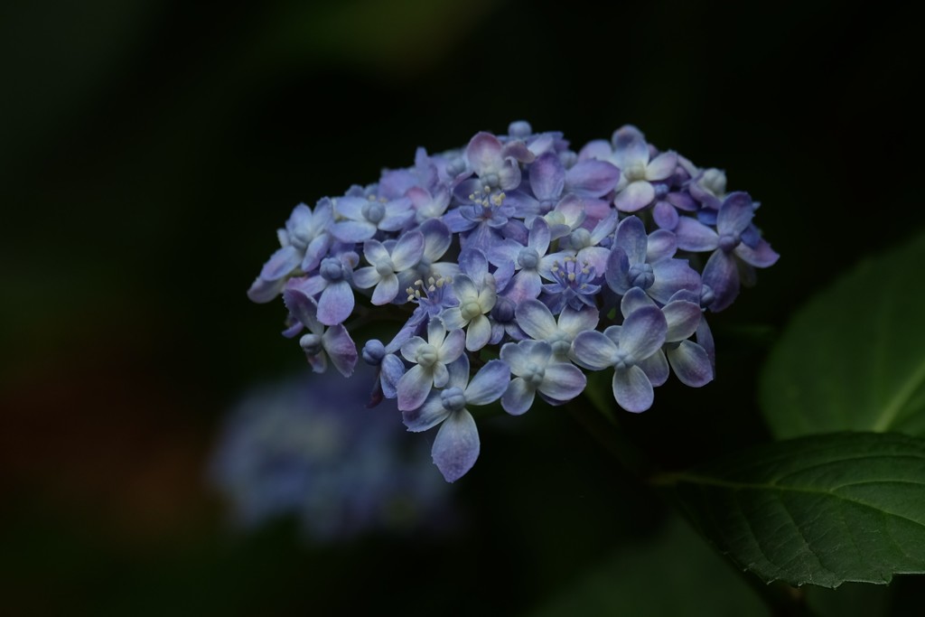 紫陽花（２）