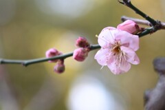 梅