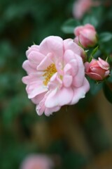 薔薇-2