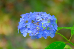 アジサイ（６）