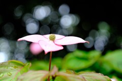 散歩の途中で。⑩