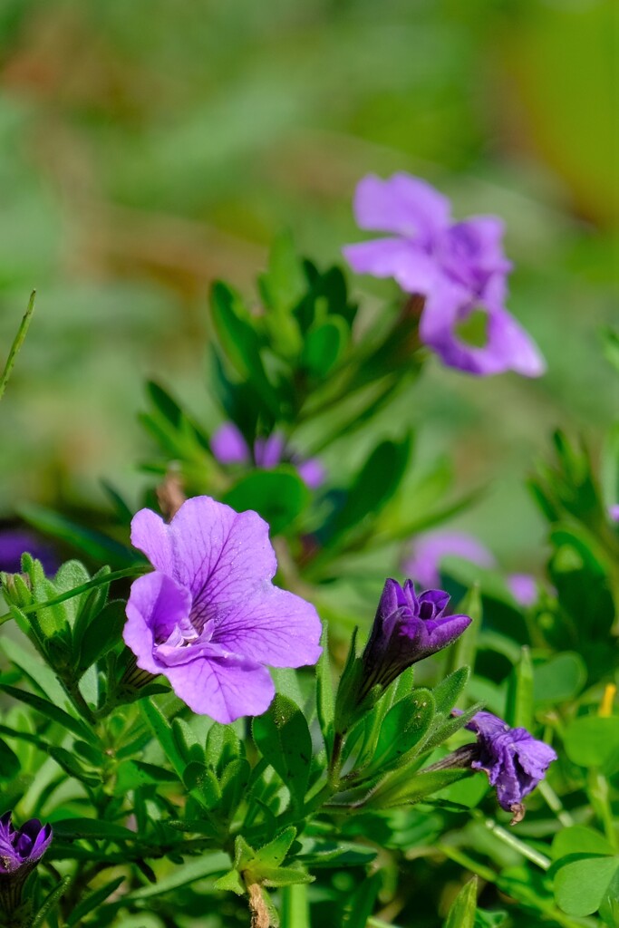 散歩の途中で。Ⅴ