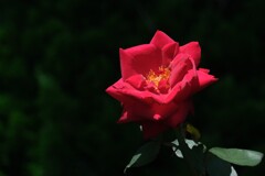 散歩の途中で。