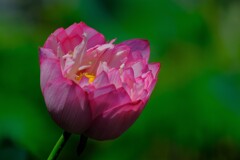 散歩の途中で。７