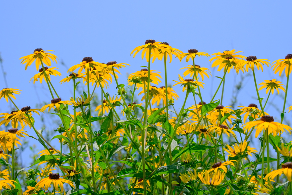 散歩の途中で。