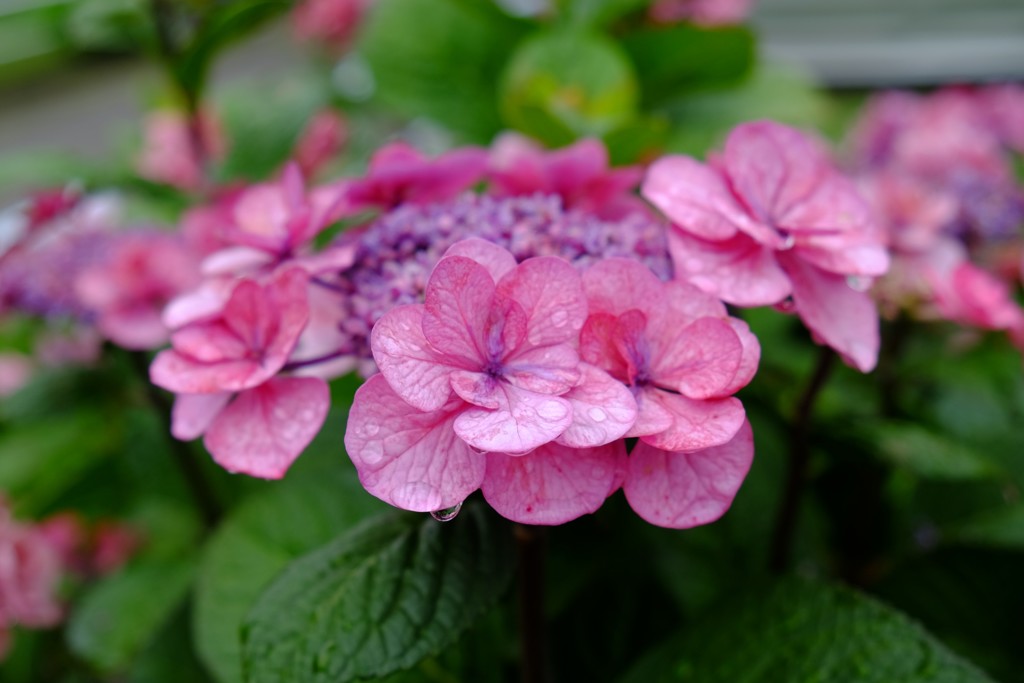 紫陽花