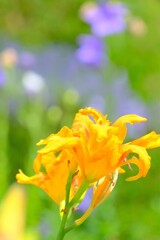 散歩の途中で。5