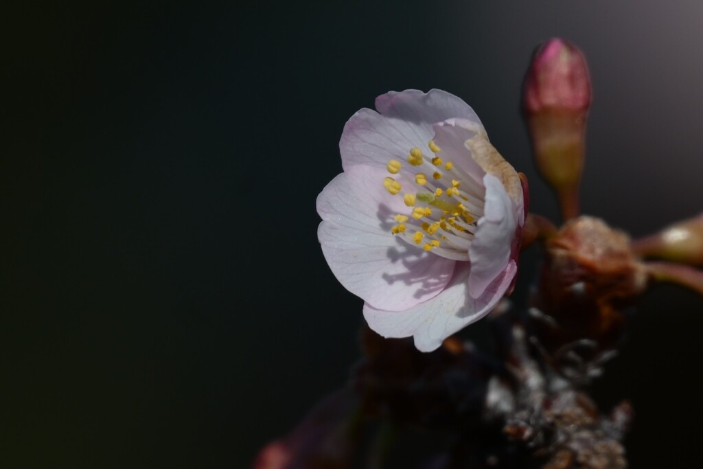 寒桜