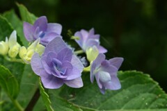 紫陽花-4