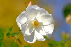 散歩の途中で。6