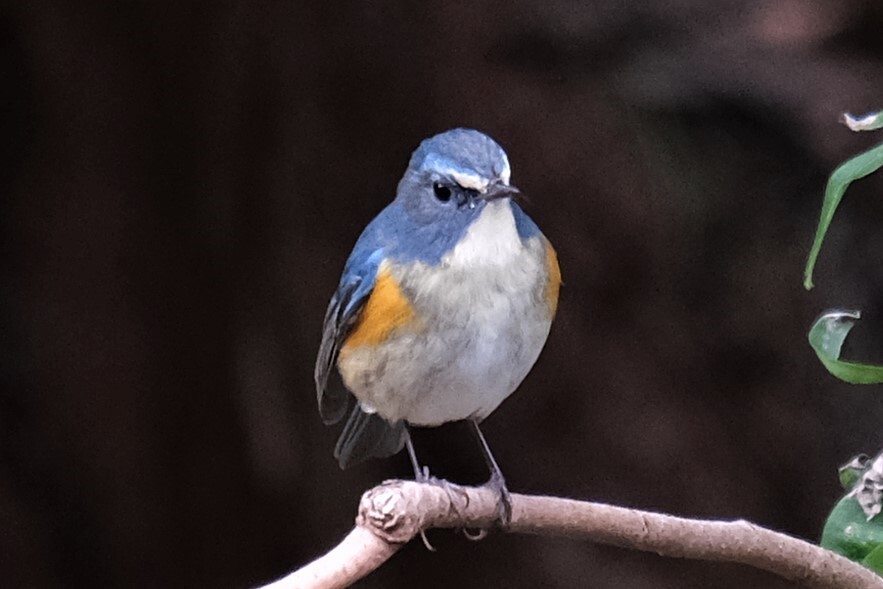 野鳥（４）