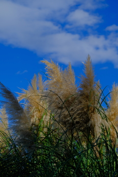 散歩の途中で。4