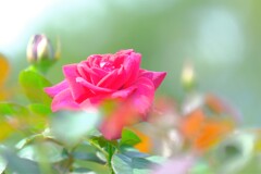 散歩の途中で。２