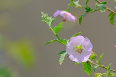 散歩の途中で。7