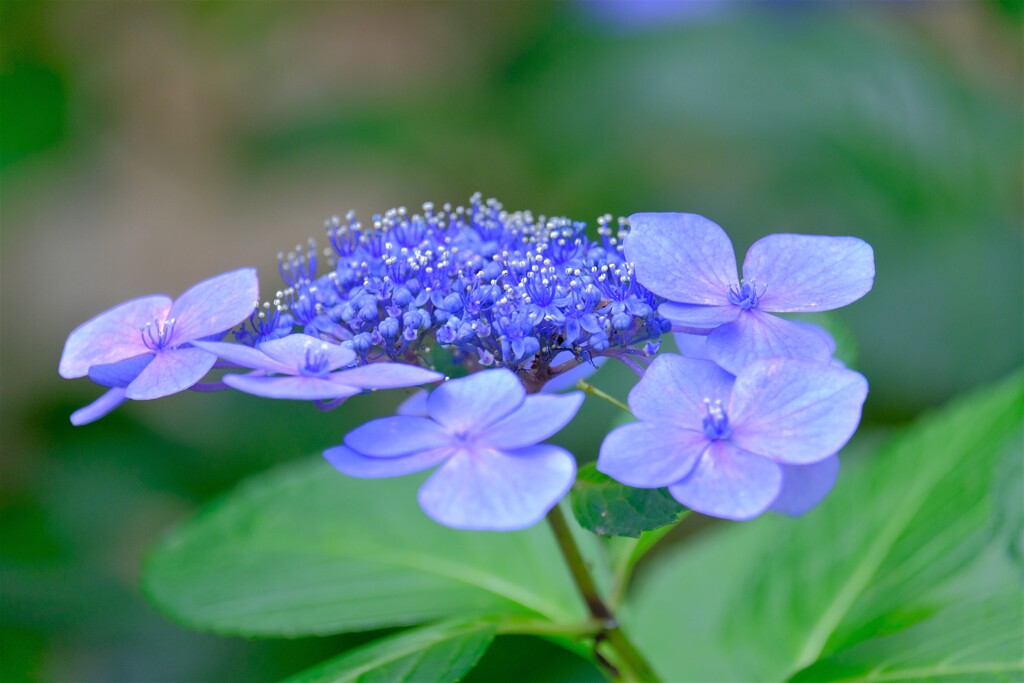 1散歩の途中で。Ⅰ