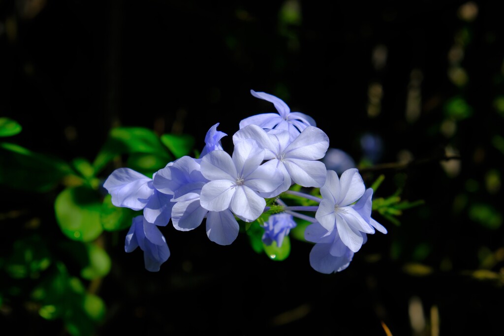 散歩の途中で。4