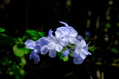 散歩の途中で。4