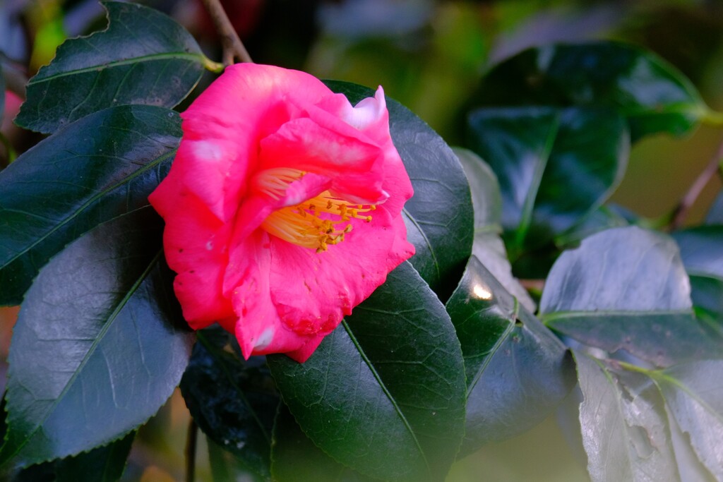 散歩の途中で。７