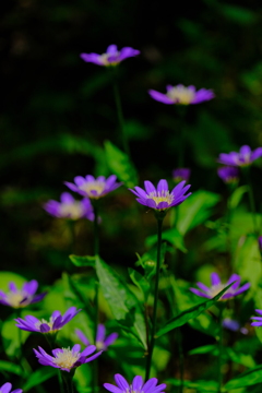 散歩の途中で。5