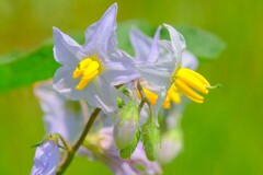 散歩の途中で。5