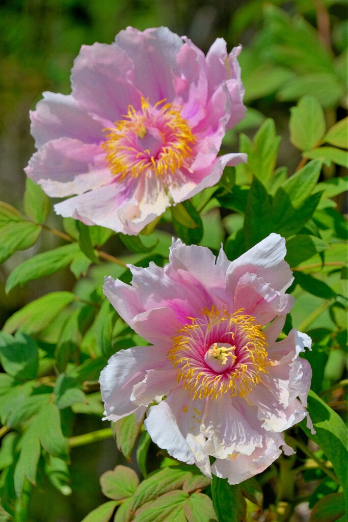 散歩の途中で。9