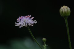 散歩の途中で。