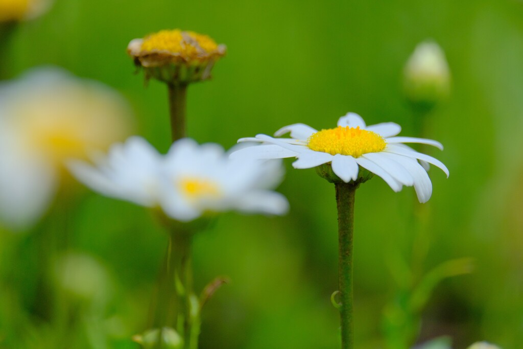 散歩の途中で。
