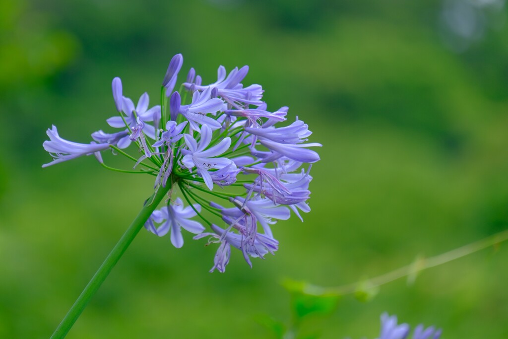 散歩の途中で。⑧