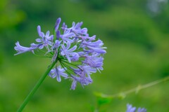 散歩の途中で。⑧