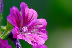 散歩の途中で。（４）