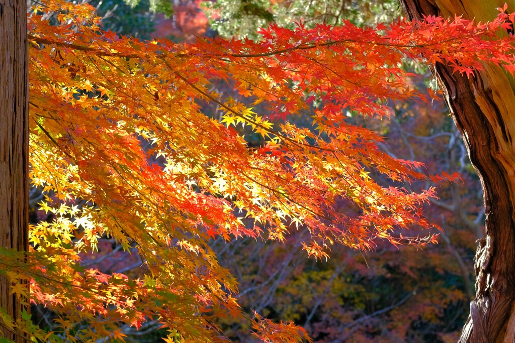 散歩の途中で。Ⅶ