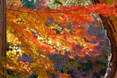 散歩の途中で。Ⅶ