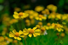 散歩の途中で。Ⅱ