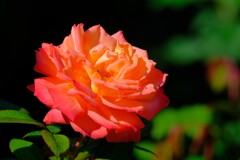 散歩の途中で。⑦