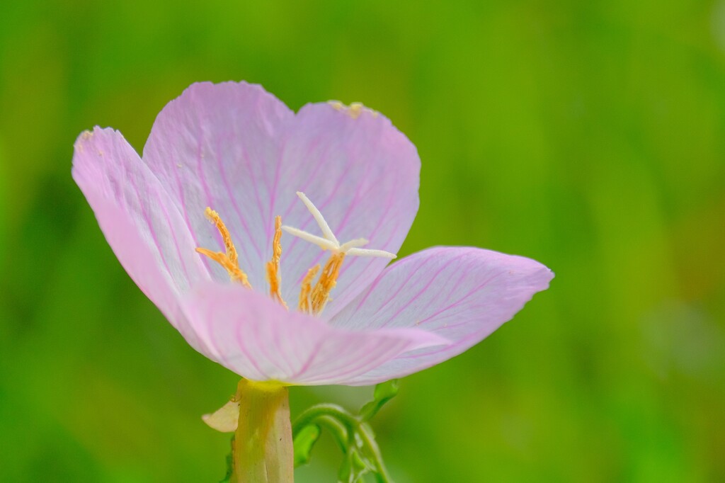 (10)散歩の途中で。4