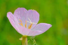 (10)散歩の途中で。4