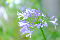 散歩の途中で。（４）