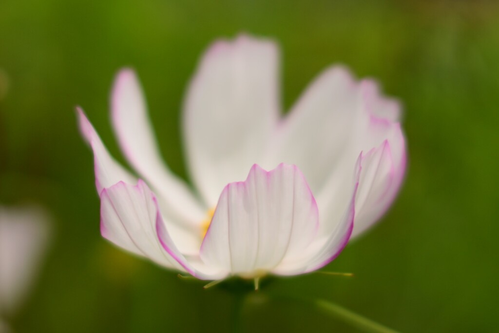 コスモス（２）